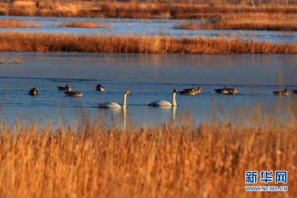 甘肃张掖：大批白天鹅“打卡”黑河湿地